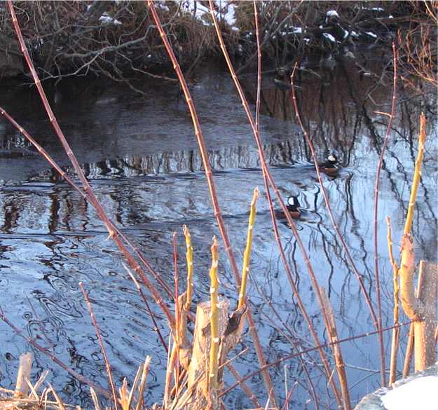 Middlesex Canal with ducks - Woburn, Massachusetts