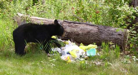 Black bear cub in northern New Jersey